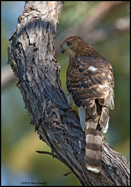 _0SB4407 coopers hawk.jpg